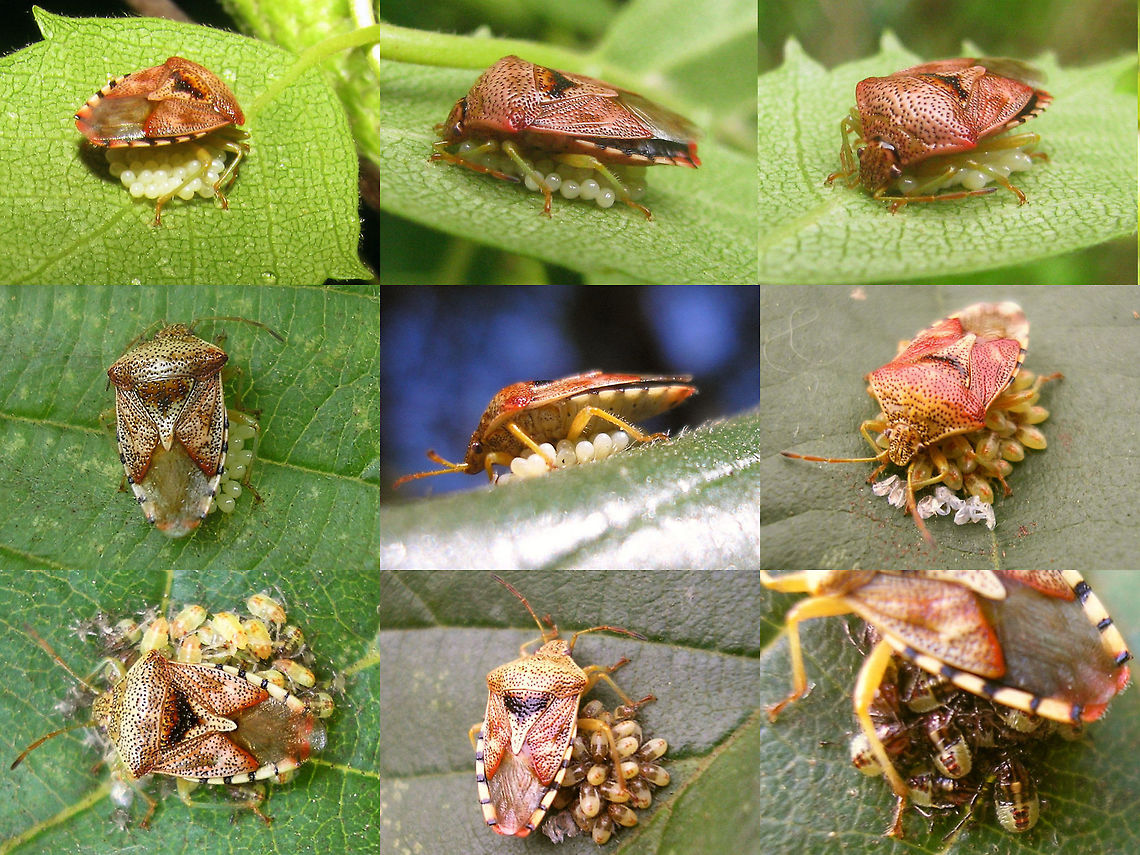 Elasmucha grisea - Parental_care Collage of various Elasmucha grisea moms with their eggs or young nymphs Acanthosomatidae,Elasmucha,Elasmucha grisea,Heteroptera,Netherlands,Parent bug,Parental care,nl: Gewone kielwants