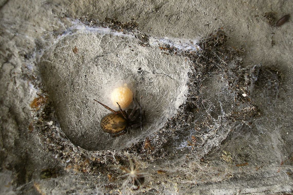 Spider sitting by egg sack Unlike wolf spiders who carry their eggs/offspring around this one just guards over and cares for her stationary egg sack in a (previously) good hiding place between some bricks.   Arachnida,Araneae,Parental care