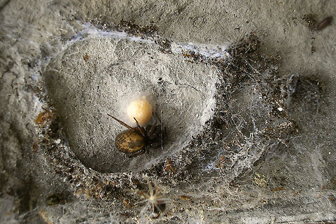 Spider sitting by egg sack Unlike wolf spiders who carry their eggs/offspring around this one just guards over and cares for her stationary egg sack in a (previously) good hiding place between some bricks.   Arachnida,Araneae,Parental care