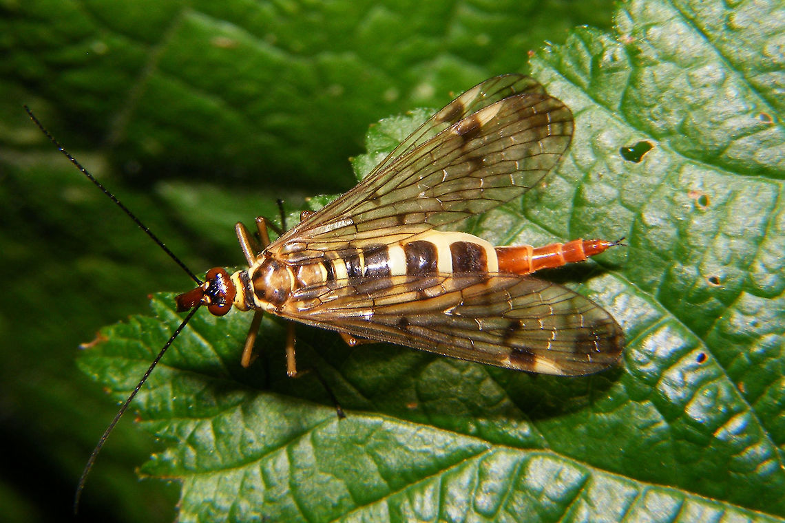 Panorpa cognata - gravid female Gravid female of Scorpionfly species Panorpa cognata.<br />
For comparison I&#039;ve uploaded a non-gravid female here:<br />
<figure class="photo"><a href="https://www.jungledragon.com/image/62629/panorpa_cognata_-_female.html" title="Panorpa cognata - female"><img src="https://s3.amazonaws.com/media.jungledragon.com/images/3043/62629_thumb.jpg?AWSAccessKeyId=05GMT0V3GWVNE7GGM1R2&Expires=1767225610&Signature=WQHyhfsw1biWIy%2FatFhgO893AH8%3D" width="200" height="114" alt="Panorpa cognata - female Uploaded this one to contrast the gravid female uploaded earlier:<br />
https://www.jungledragon.com/image/48220/panorpa_cognata_-_gravid_female.html Mecoptera,Panorpa,Panorpa cognata,Panorpidae" /></a></figure> Mecoptera,Panorpa,Panorpa cognata,Panorpidae
