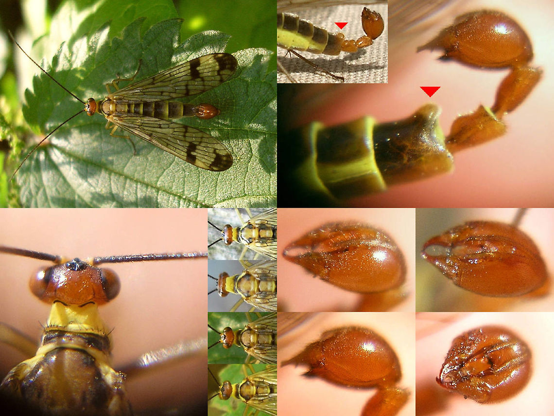 Panorpa cognata IDing characters Collage of things to look for in IDing Panorpa cognata Panorpa,Panorpa ID help,Panorpa cognata,Panorpidae,Scorpionfly,mecoptera
