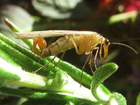 Panorpa alpina - Male lateral Note how the hypovalves - officially a "ventral" structure, but carried curled up to a dorsal position on most species - are curled up even further and end up facing forward or even slightly downward again. Aulops,Aulops alpina,Mecoptera,Panorpa,Panorpa alpina,Panorpidae