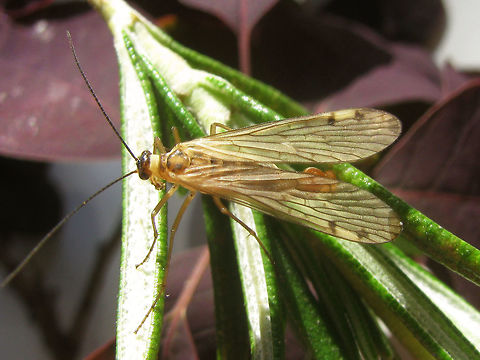 Panorpa alpina - Male dorsal  Aulops,Aulops alpina,Mecoptera,Panorpa,Panorpa alpina,Panorpidae