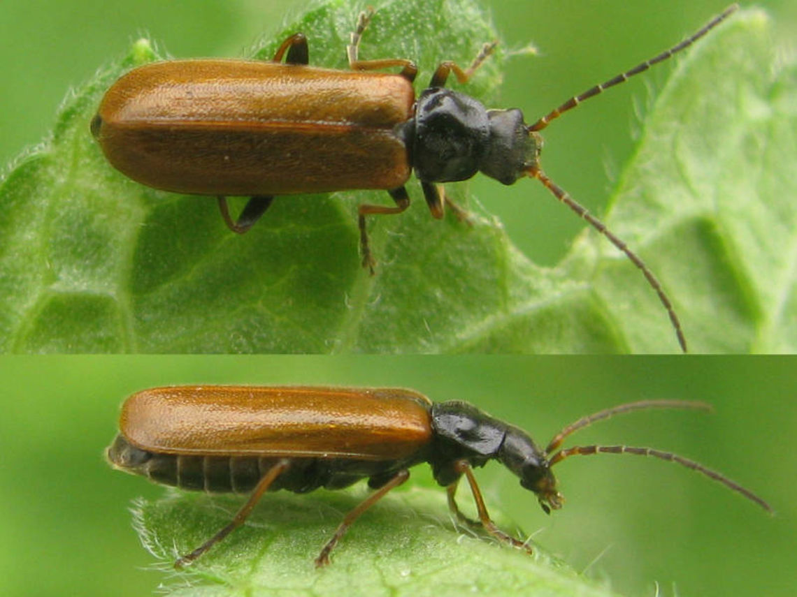 Rhagonycha nigriventris s.str. This is the original form of Rhagonycha nigriventris. The form that prevails in north-western Europe (below) was previously known as Rhagonycha limbata:<br />
<figure class="photo"><a href="https://www.jungledragon.com/image/48225/rhagonycha_nigriventris_aka_limbata.html" title="Rhagonycha nigriventris aka limbata"><img src="https://s3.amazonaws.com/media.jungledragon.com/images/3043/48225_thumb.jpg?AWSAccessKeyId=05GMT0V3GWVNE7GGM1R2&Expires=1759968010&Signature=ZNLCXF8giJO6O%2BrO%2FP0a5KJAAfo%3D" width="200" height="150" alt="Rhagonycha nigriventris aka limbata This form used to be identified as Rhagonycha limbata, but is now synonymized with Rhagonycha nigriventris (below)<br />
https://www.jungledragon.com/image/48224/rhagonycha_nigriventris_s.str.html Cantharidae,Coleoptera,Rhagonycha,Rhagonycha limbata,Rhagonycha nigriventris" /></a></figure> Cantharidae,Coleoptera,Rhagonycha,Rhagonycha nigriventris