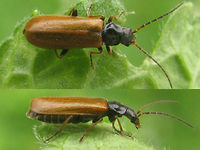 Rhagonycha nigriventris s.str. This is the original form of Rhagonycha nigriventris. The form that prevails in north-western Europe (below) was previously known as Rhagonycha limbata:<br />
https://www.jungledragon.com/image/48225/rhagonycha_nigriventris_aka_limbata.html Cantharidae,Coleoptera,Rhagonycha,Rhagonycha nigriventris