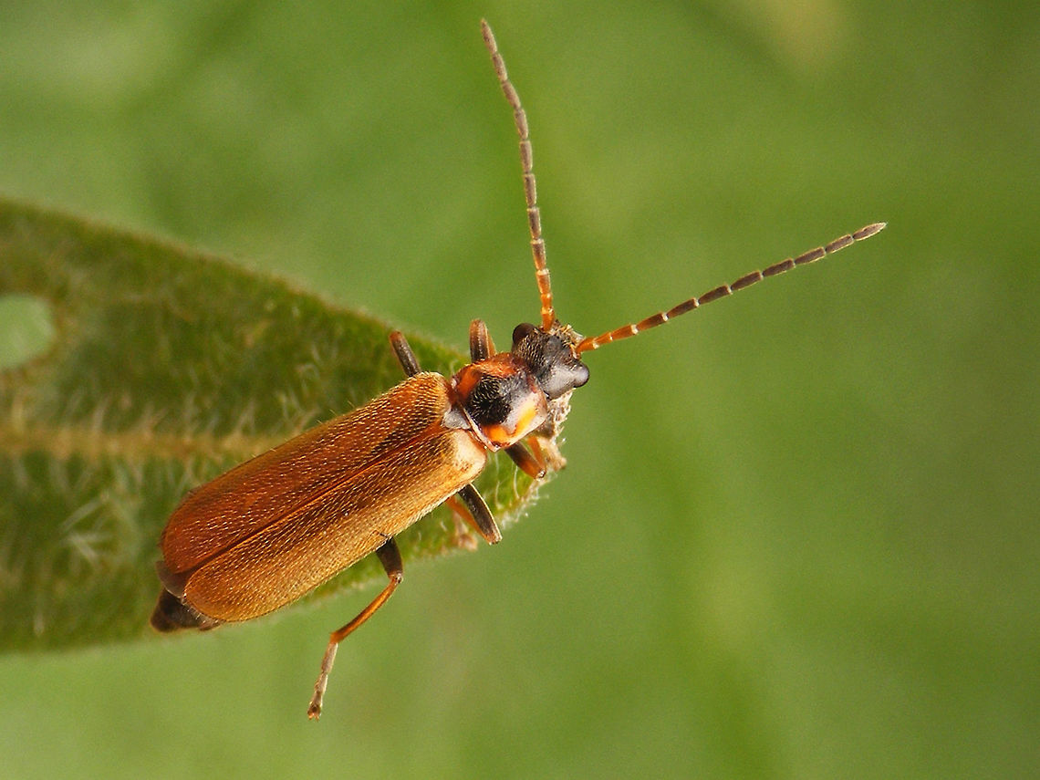 Rhagonycha nigriventris aka limbata This form used to be identified as Rhagonycha limbata, but is now synonymized with Rhagonycha nigriventris (below)<br />
<figure class="photo"><a href="https://www.jungledragon.com/image/48224/rhagonycha_nigriventris_s.str.html" title="Rhagonycha nigriventris s.str."><img src="https://s3.amazonaws.com/media.jungledragon.com/images/3043/48224_thumb.jpg?AWSAccessKeyId=05GMT0V3GWVNE7GGM1R2&Expires=1759968010&Signature=lqn%2FT%2FvqgDOlJjdIhjTOWjCu8%2FQ%3D" width="200" height="150" alt="Rhagonycha nigriventris s.str. This is the original form of Rhagonycha nigriventris. The form that prevails in north-western Europe (below) was previously known as Rhagonycha limbata:<br />
https://www.jungledragon.com/image/48225/rhagonycha_nigriventris_aka_limbata.html Cantharidae,Coleoptera,Rhagonycha,Rhagonycha nigriventris" /></a></figure> Cantharidae,Coleoptera,Rhagonycha,Rhagonycha limbata,Rhagonycha nigriventris