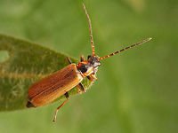 Rhagonycha nigriventris aka limbata This form used to be identified as Rhagonycha limbata, but is now synonymized with Rhagonycha nigriventris (below)<br />
https://www.jungledragon.com/image/48224/rhagonycha_nigriventris_s.str.html Cantharidae,Coleoptera,Rhagonycha,Rhagonycha limbata,Rhagonycha nigriventris