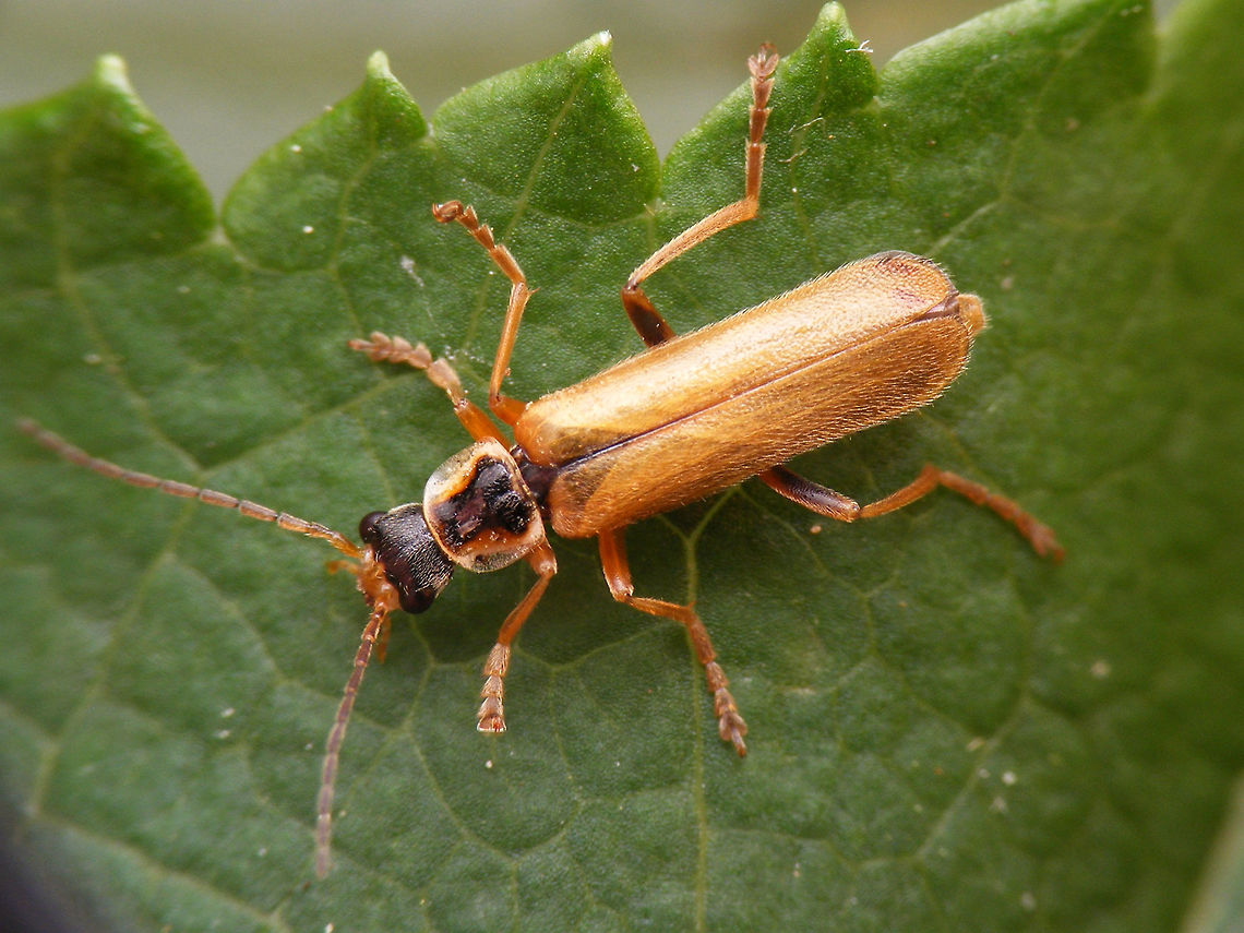Cantharis decipiens  Cantharidae,Cantharis,Cantharis decipiens,Coleoptera