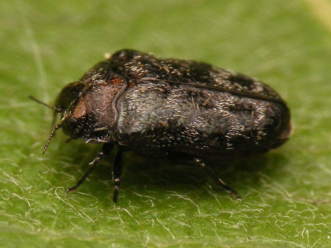 Trachys minutus Our smallest Buprestid :o) Buprestidae,Coleoptera,Trachys,Trachys minutus,nl: Wilgenprachtkevertje