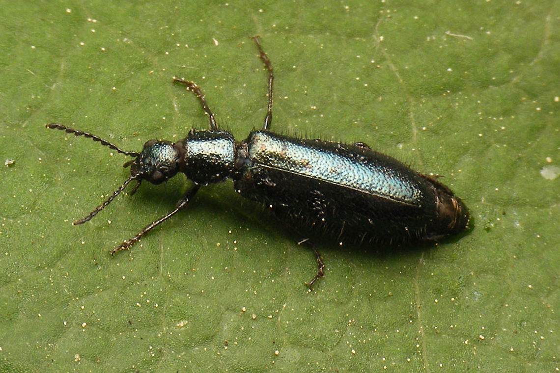 Dasytes caeruleus - Female Female Dasytes caeruleus, historically often referred to as Dasytes cyaneus  Cleroidea,Coleoptera,Dasytes,Dasytes caeruleus,Dasytes cyaneus,Dasytidae,Dasytinae,Jane's garden,Melyridae