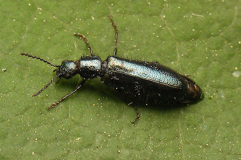 Dasytes caeruleus - Female Female Dasytes caeruleus, historically often referred to as Dasytes cyaneus  Cleroidea,Coleoptera,Dasytes,Dasytes caeruleus,Dasytes cyaneus,Dasytidae,Dasytinae,Jane's garden,Melyridae