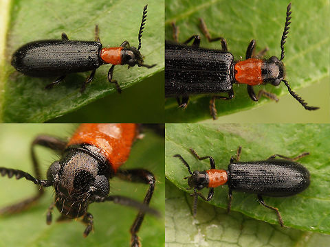 Tillius elongatus - Collage  Cleridae,Cleroidea,Coleoptera,Jane's garden,Tillius,Tillius elongatus,Tillus elongatus