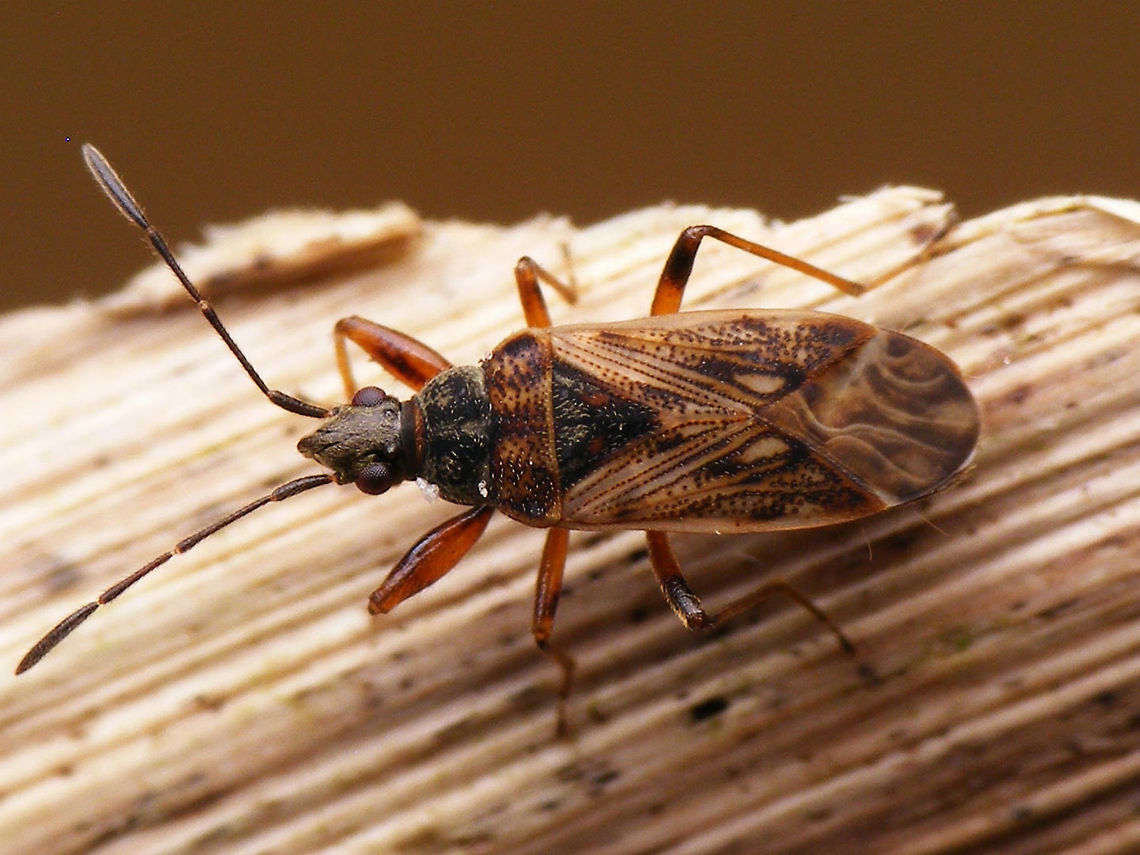 Pachybrachius fracticollis At 4,6-5,8mm a medium sized Ground Bug (Lygaeidae) that lives on Sedges (Cyperaceae) such as Eriophorum and Carex on wet heathlands and around bogs and fens. <br />
<br />
The Lygaeidae senu lato have recently been split into many families that were formerly classified as subfamilies, but not all taxonomists follow this new structure. So this bug is either in the Rhyparochromidae or in the subfamily  Rhyparochrominae under Lygaeidea Geotagged,Heteroptera,Lygaeidae,Lygaeoidea,Netherlands,Pachybrachius,Pachybrachius fracticollis,Rhyparochromidae,Rhyparochrominae,nl: Eendoornveenwants