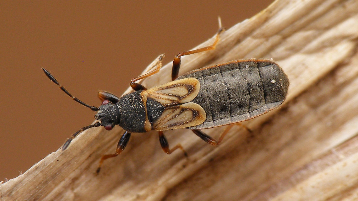 Ischnodemus sabuleti Ischnodemus sabuleti is one of the very few representatives of the family Blissidae (or alternatively Blissinae in the Lygaeidae) - distinctively elongate bugs, often short-winged, but this species has both short winged and fully winged individuals. Blissidae,Blissinae,Heteroptera,Ischnodemus,Ischnodemus sabuleti,Lygaeidae,nl: Slanklijfsapwants
