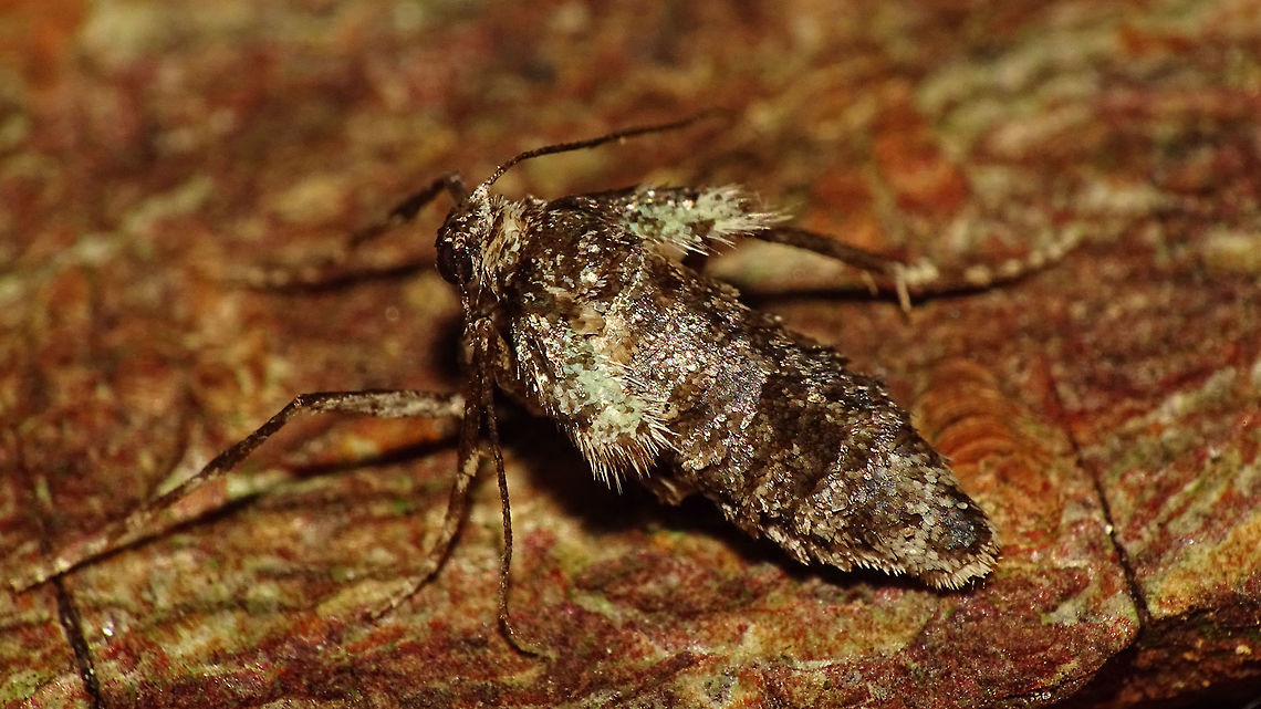 Operophtera brumata - Female side Females of the winter moth are short winged (flightless) and one of the few species of moths active in winter. Geometridae,Larentiinae,Lepidoptera,Operophtera,Operophtera brumata,Operophterini,Winter moth,nl: Kleine wintervlinder