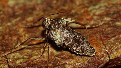 Operophtera brumata - Female side Females of the winter moth are short winged (flightless) and one of the few species of moths active in winter. Geometridae,Larentiinae,Lepidoptera,Operophtera,Operophtera brumata,Operophterini,Winter moth,nl: Kleine wintervlinder
