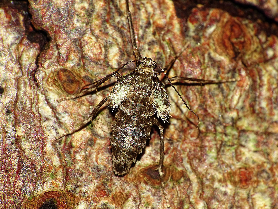 Operophtera brumata - Female Females of the winter moth are short winged (flightless) and one of the few species of moths active in winter. Geometridae,Larentiinae,Lepidoptera,Operophtera,Operophtera brumata,Operophterini,Winter moth,nl: Kleine wintervlinder