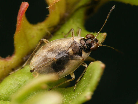 Halosalda lateralis Halosalda lateralis is a fairly rare "Shore Bug" (Saldidae) that is restricted to the more saline coastal shores. Halosalda,Halosalda lateralis,Heteroptera,Saldidae,Shore Bug