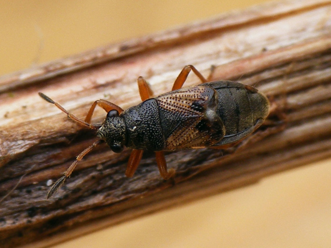 Acompus rufipes A small ground bug known to feed on Valerian (Valeriana spp.), but I  found this one overwintering in a dried stem of Common Hogweed (Heracleum sphondylium).<br />
This "Lygaeidae" is currently often classified in the Rhyparochromidae, subfamily Rhyparochrominae tribe Stygnocorini Acompus,Acompus rufipes,Heteroptera,Lygaeidae,Rhyparochromidae,Rhyparochrominae,nl: Valeriaanbodemwants