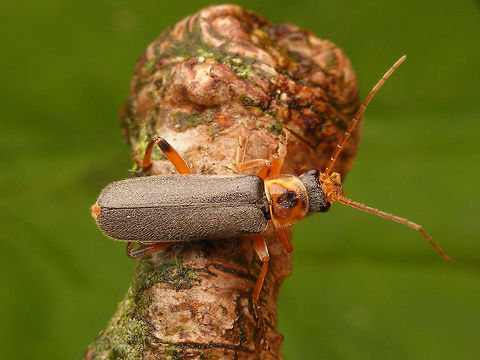Cantharis nigricans One of our most common soldier beetles. Medium sized and quite variable in the colour of the pronotum Cantharidae,Cantharis,Cantharis nigricans,Coleoptera,Grey sailor beetle