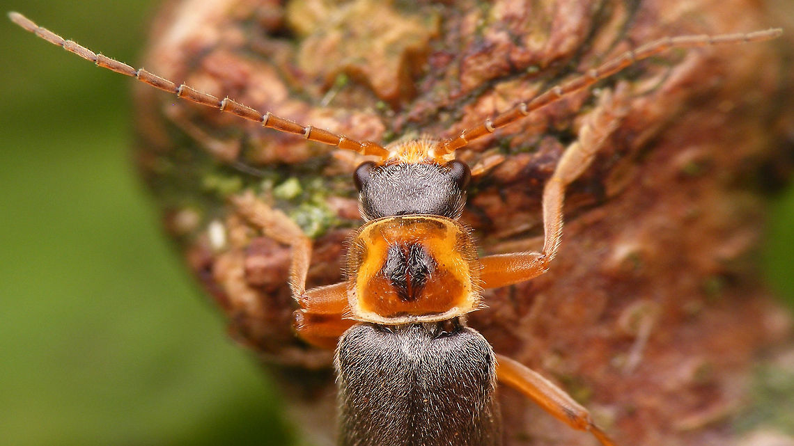 Cantharis nigricans - pronotum One of our most common soldier beetles. Medium sized and quite variable in the colour of the pronotum Cantharidae,Cantharis,Cantharis nigricans,Coleoptera,Grey sailor beetle