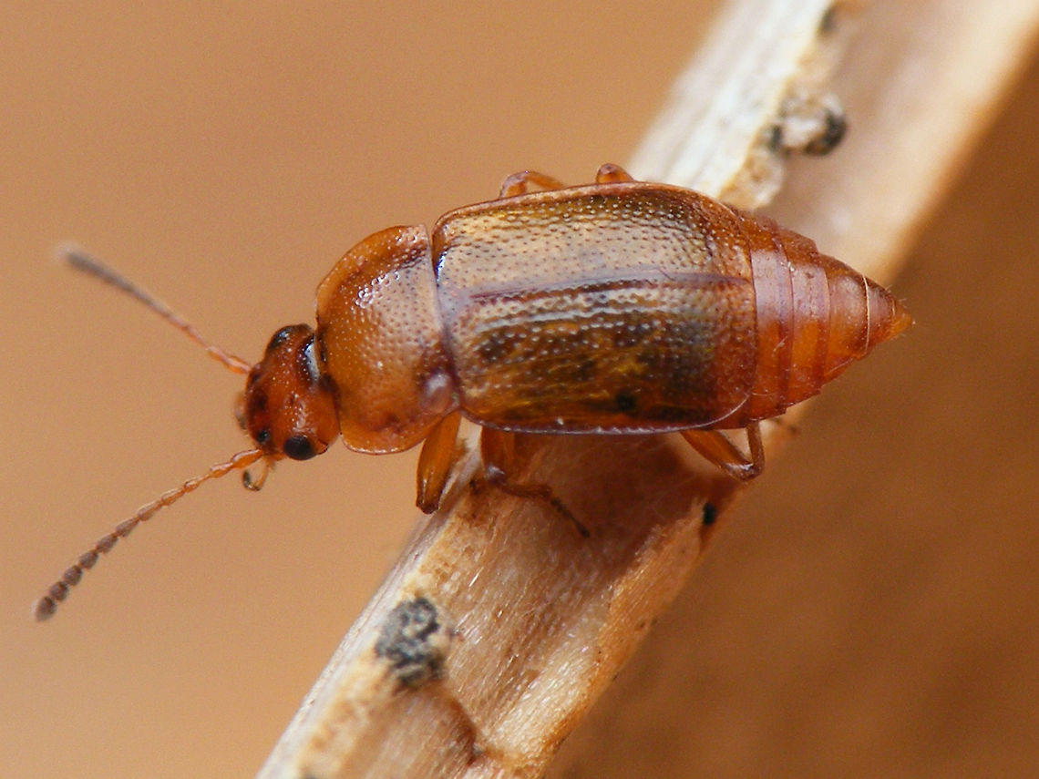 Anthobium unicolor A small (3,5mm) Rove Beetle (Staphylinidae) Anthobium,Anthobium unicolor,Coleoptera,Polyphaga,Staphylinidae,Staphylinoidea