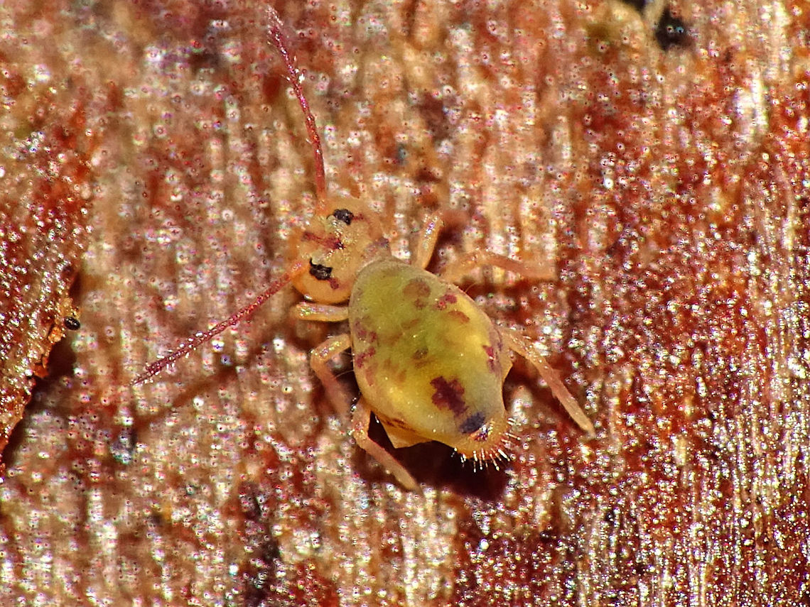 Dicyrtomina ornata - Dorsal (juvenile?) A small globular Springtail, commonly found in winter in my area. This is probably a smaller juvenile, but I don&#039;t quite remember the size. Collembola,Dicyrtomidae,Dicyrtomina,Dicyrtomina ornata,Symphypleona