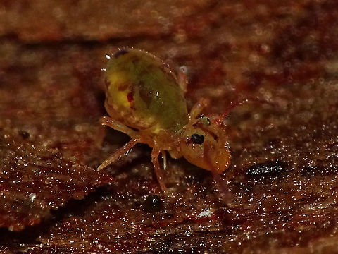 Dicyrtomina ornata A small globular Springtail, commonly found in winter in my area. Collembola,Dicyrtomidae,Dicyrtomina,Dicyrtomina ornata,Symphypleona