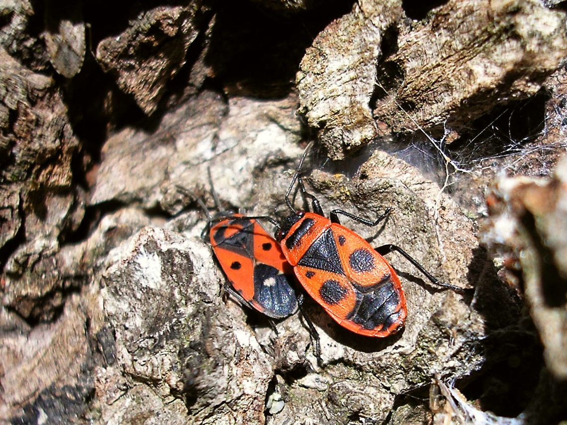 M. albomaculatus vs. P. apterus Melanocoryphus albomaculatus and Pyrrhocoris apterus side by side :o) Heteroptera,Lygaeidae,Melanocoryphus,Melanocoryphus albomaculatus,Pyrrhocoridae,Pyrrhocoris,Pyrrhocoris apterus,nl: Praalridderwants,nl: Vuurwants