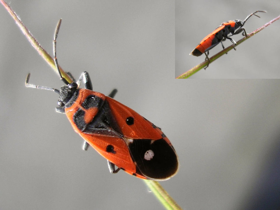 Melanocoryphus albomaculatus - collage One of the smaller red and black Lygaeidae  France,Heteroptera,Lygaeidae,Melanocoryphus,Melanocoryphus albomaculatus,nl: Praalridderwants