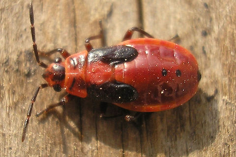 Melanocoryphus albomaculatus nymph Last instar nymph of species Melanocoryphus albomaculatus (Heteroptera: Lygaeidae) Lygaeidae,Melanocoryphus,Melanocoryphus albomaculatus,heteroptera,nl: Praalridderwants