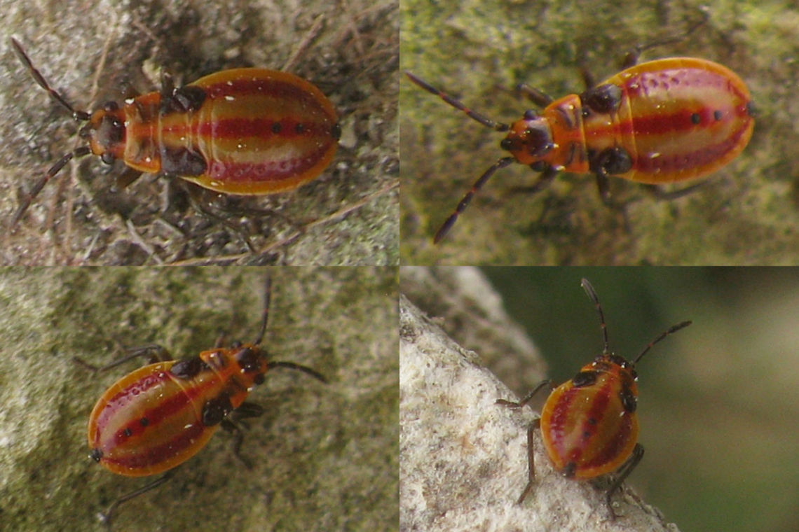 Melanocoryphus albomaculatus nymph collage Fourth instar nymph of species Melanocoryphus albomaculatus (Heteroptera: Lygaeidae) France,Heteroptera,Lygaeidae,Melanocoryphus,Melanocoryphus albomaculatus,nl: Praalridderwants