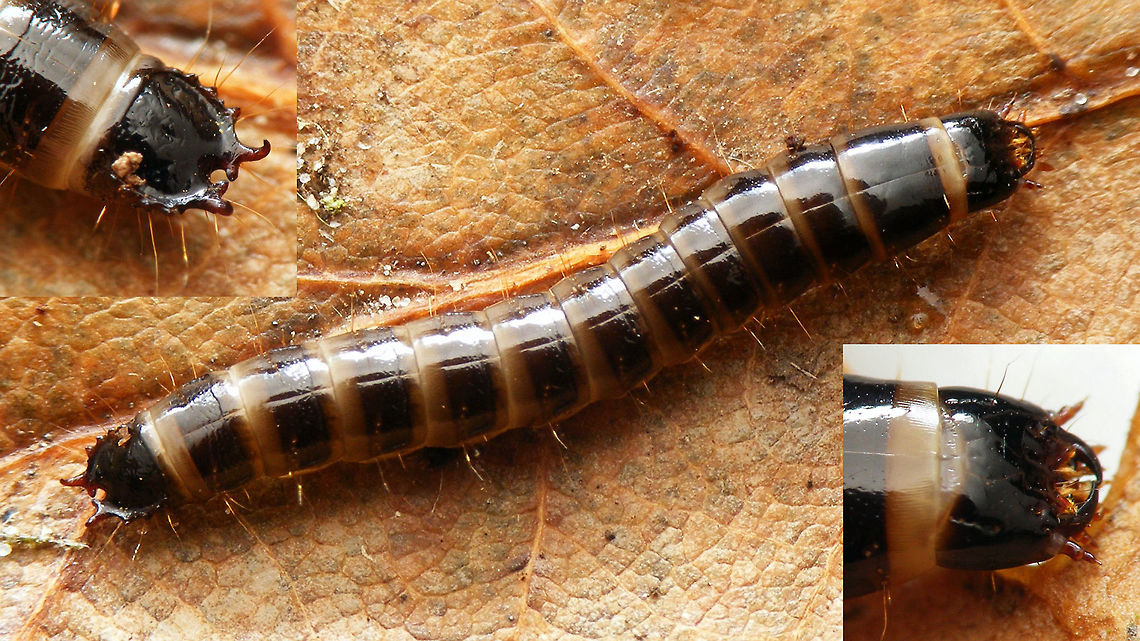 Denticollis linearis - larva (collage) Larva of Clickbeetle species Denticollis linearis Coleoptera,Denticollis,Denticollis linearis,Elateridae,larva