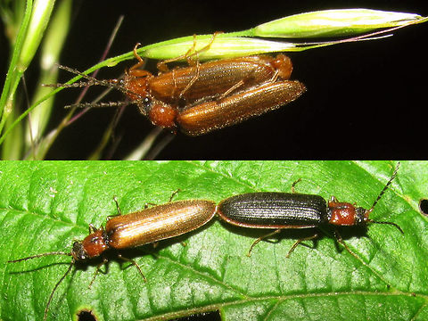 Denticollis linearis - imagos (collage) After uploading the larva yesterday I realized that we didn't have images of the imago here either, so here are some older images of that. I should probably make a note to shoot new, better images at the next opportunity.  Coleoptera,Denticollis,Denticollis linearis,Elateridae,copulation