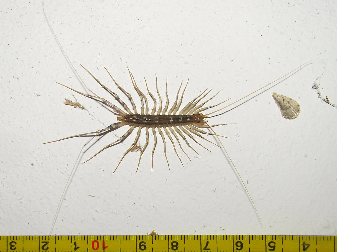 Scutigera coleoptrata w. measure Scutigera coleoptrata with a tape measure for size (not an extremely large specimen). Note the very long antennae and hind legs that also serve as sensory organs. Chilopoda,House Centipede,Myriapoda,Scutigera coleoptrata,Scutigeridae,Scutigeromorpha