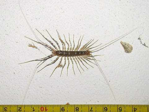 Scutigera coleoptrata w. measure Scutigera coleoptrata with a tape measure for size (not an extremely large specimen). Note the very long antennae and hind legs that also serve as sensory organs. Chilopoda,House Centipede,Myriapoda,Scutigera coleoptrata,Scutigeridae,Scutigeromorpha