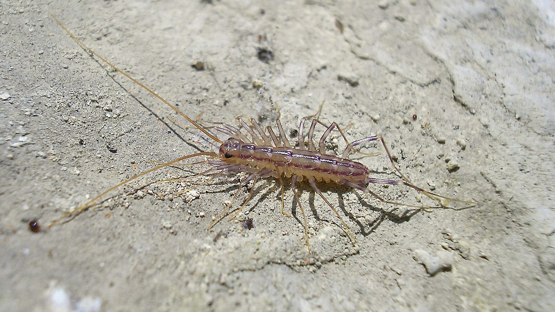 Scutigera coleoptrata - juvenile Medium sized juvenile Scutigera coleoptrata Chilopoda,House Centipede,Myriapoda,Scutigera coleoptrata,Scutigeridae,Scutigeromorpha