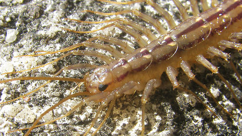 Scutigera coleoptrata - compound eyes Scutigeromorpha are unique within the Centipedes for having insect-like compound eyes.  Chilopoda,House Centipede,Myriapoda,Scutigera coleoptrata,Scutigeridae,Scutigeromorpha