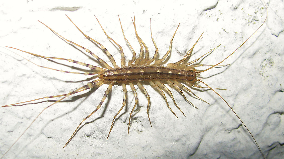 Scutigera coleoptrata - cropped Scutigera coleoptrata, cropped for better detail of body and legs, but the very long antennae and hind legs cropped off.  Chilopoda,House Centipede,Myriapoda,Scutigera coleoptrata,Scutigeridae,Scutigeromorpha