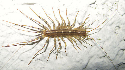 Scutigera coleoptrata - cropped Scutigera coleoptrata, cropped for better detail of body and legs, but the very long antennae and hind legs cropped off.  Chilopoda,House Centipede,Myriapoda,Scutigera coleoptrata,Scutigeridae,Scutigeromorpha