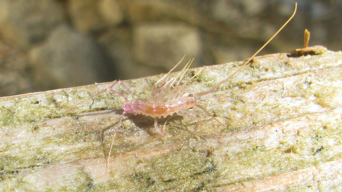 Scutigera coleoptrata small juvenile Somewhat damaged (lots of legs missing) small juvenile Scutigera coleoptrata Chilopoda,House Centipede,Myriapoda,Scutigera coleoptrata,Scutigeridae,Scutigeromorpha