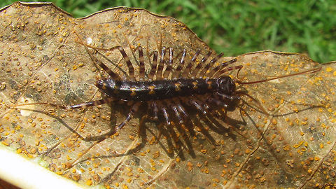 Thereuopoda longicornis (probably) Scutigeridae found in Pangandaran, Java, Indonesia. About the same size as our European Scutigera coleoptrata.

The only records I can find for Scutigeromorpha from Java are for Thereuopoda longicornis. The only other species listed for Malesia in Chilobase are:
Allothereua manila Chamberlin, 1944 from the Philippines
Parascutigera montana Verhoeff, 1937 from Malacca, Malaysia
Parascutigera philippina Chamberlin, 1921 from the Philippines
Thereuopoda sandakana Chamberlin, 1944 from British North Borneo

So for the moment I suppose that current status of research would make it likely that my Scutigeridae from Java are Thereuopoda longicornis :o) Centipede,Chilopoda,Geotagged,Indonesia,Scutigeridae,Scutigeromorpha,Thereuopoda,Thereuopoda longicornis