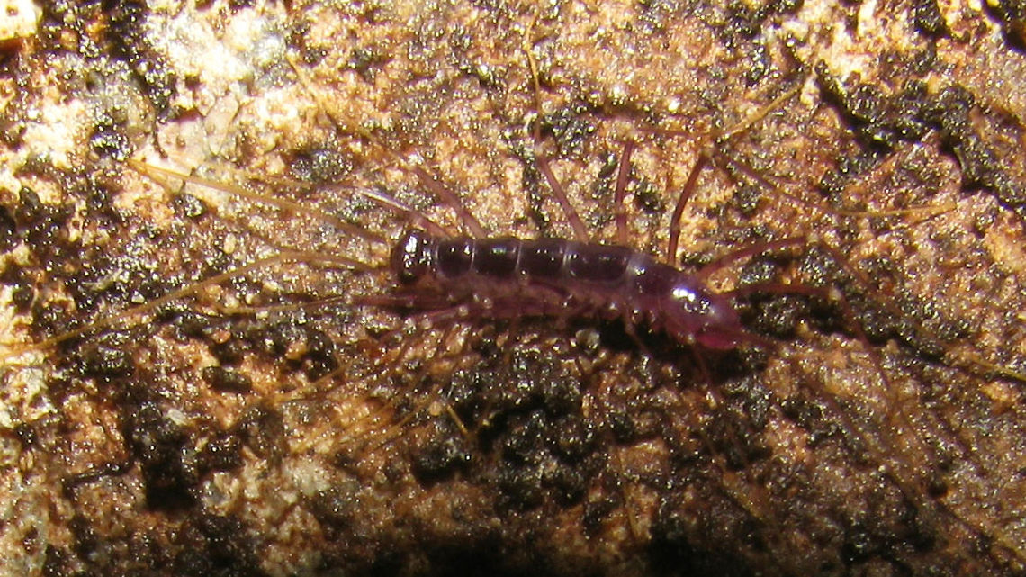 Thereuopoda longicornis - juvenile Small Scutigeromorpha from a trail in the area of the Tangkuban Perahu volcano near Bandung, Java, Indonesia.<br />
At the time I thought the colour might have been caused by an Iridovirus or some such, but I realize now that juveniles and especially freshly shedded individuals of many Centipede species tend to be somewhat &quot;purpelish&quot; in color.<br />
Tentative ID based on theory with this specimen:<br />
<figure class="photo"><a href="https://www.jungledragon.com/image/49478/thereuopoda_longicornis_probably.html" title="Thereuopoda longicornis (probably)"><img src="https://s3.amazonaws.com/media.jungledragon.com/images/3043/49478_thumb.jpg?AWSAccessKeyId=05GMT0V3GWVNE7GGM1R2&Expires=1767225610&Signature=VMQwoVJ7974Lw8luDsHK711kU1I%3D" width="200" height="114" alt="Thereuopoda longicornis (probably) Scutigeridae found in Pangandaran, Java, Indonesia. About the same size as our European Scutigera coleoptrata.<br />
<br />
The only records I can find for Scutigeromorpha from Java are for Thereuopoda longicornis. The only other species listed for Malesia in Chilobase are:<br />
Allothereua manila Chamberlin, 1944 from the Philippines<br />
Parascutigera montana Verhoeff, 1937 from Malacca, Malaysia<br />
Parascutigera philippina Chamberlin, 1921 from the Philippines<br />
Thereuopoda sandakana Chamberlin, 1944 from British North Borneo<br />
<br />
So for the moment I suppose that current status of research would make it likely that my Scutigeridae from Java are Thereuopoda longicornis :o) Centipede,Chilopoda,Geotagged,Indonesia,Scutigeridae,Scutigeromorpha,Thereuopoda,Thereuopoda longicornis" /></a></figure><br />
<br />
Here is a teneral Lithobius for colour comparison:<br />
<figure class="photo"><a href="https://www.jungledragon.com/image/49483/lithobius_sp._-_ecdysis.html" title="Lithobius sp. - ecdysis"><img src="https://s3.amazonaws.com/media.jungledragon.com/images/3043/49483_thumb.jpg?AWSAccessKeyId=05GMT0V3GWVNE7GGM1R2&Expires=1767225610&Signature=CET8k9lF%2B8v9oQHcipMB5XGTSXU%3D" width="200" height="114" alt="Lithobius sp. - ecdysis Teneral Lithobius sp. with its shedded skin still attached to the hind legs. The purpelish colour is quite typical for teneral specimen, and will change to the normal orangy-brown when the cuticle hardens. Chilopoda,Eclosure,Lithobiomorpha,Lithobius,Myriapoda,ecdysis,teneral" /></a></figure> Centipede,Chilopoda,Indonesia,Scutigeridae,Scutigeromorpha,Teneral,Thereuopoda,Thereuopoda longicornis