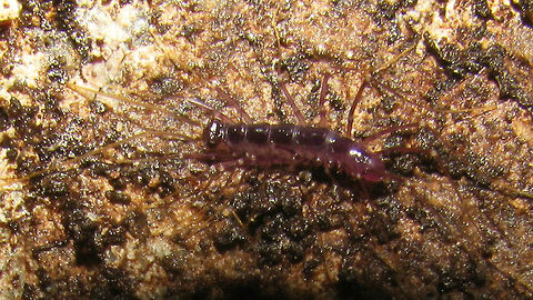 Thereuopoda longicornis - juvenile Small Scutigeromorpha from a trail in the area of the Tangkuban Perahu volcano near Bandung, Java, Indonesia.
At the time I thought the colour might have been caused by an Iridovirus or some such, but I realize now that juveniles and especially freshly shedded individuals of many Centipede species tend to be somewhat "purpelish" in color.
Tentative ID based on theory with this specimen:
https://www.jungledragon.com/image/49478/thereuopoda_longicornis_probably.html

Here is a teneral Lithobius for colour comparison:
https://www.jungledragon.com/image/49483/lithobius_sp._-_ecdysis.html Centipede,Chilopoda,Indonesia,Scutigeridae,Scutigeromorpha,Teneral,Thereuopoda,Thereuopoda longicornis
