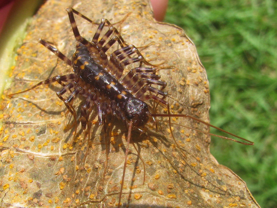 Thereuopoda longicornis - front See description with thus photo of same animal:<br />
<figure class="photo"><a href="https://www.jungledragon.com/image/49478/thereuopoda_longicornis_probably.html" title="Thereuopoda longicornis (probably)"><img src="https://s3.amazonaws.com/media.jungledragon.com/images/3043/49478_thumb.jpg?AWSAccessKeyId=05GMT0V3GWVNE7GGM1R2&Expires=1759968010&Signature=8zZSgyzenIg19R%2FVGXIFyghpdjY%3D" width="200" height="114" alt="Thereuopoda longicornis (probably) Scutigeridae found in Pangandaran, Java, Indonesia. About the same size as our European Scutigera coleoptrata.<br />
<br />
The only records I can find for Scutigeromorpha from Java are for Thereuopoda longicornis. The only other species listed for Malesia in Chilobase are:<br />
Allothereua manila Chamberlin, 1944 from the Philippines<br />
Parascutigera montana Verhoeff, 1937 from Malacca, Malaysia<br />
Parascutigera philippina Chamberlin, 1921 from the Philippines<br />
Thereuopoda sandakana Chamberlin, 1944 from British North Borneo<br />
<br />
So for the moment I suppose that current status of research would make it likely that my Scutigeridae from Java are Thereuopoda longicornis :o) Centipede,Chilopoda,Geotagged,Indonesia,Scutigeridae,Scutigeromorpha,Thereuopoda,Thereuopoda longicornis" /></a></figure> Centipede,Chilopoda,Geotagged,Indonesia,Scutigeridae,Scutigeromorpha,Thereuopoda,Thereuopoda longicornis