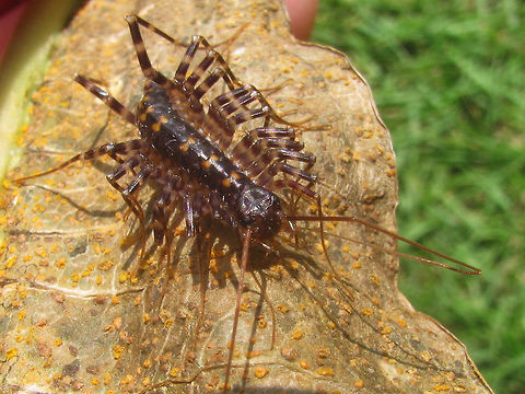 Thereuopoda longicornis - front See description with thus photo of same animal:
https://www.jungledragon.com/image/49478/thereuopoda_longicornis_probably.html Centipede,Chilopoda,Geotagged,Indonesia,Scutigeridae,Scutigeromorpha,Thereuopoda,Thereuopoda longicornis