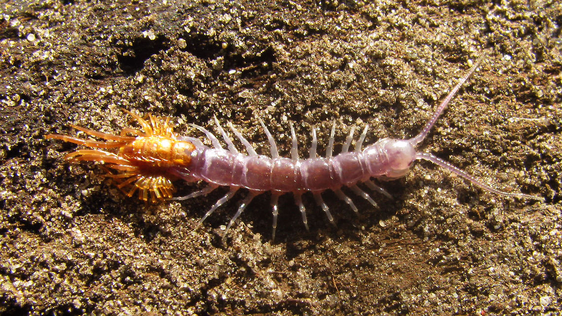 Lithobius sp. - ecdysis Teneral Lithobius sp. with its shedded skin still attached to the hind legs. The purpelish colour is quite typical for teneral specimen, and will change to the normal orangy-brown when the cuticle hardens. Chilopoda,Eclosure,Lithobiomorpha,Lithobius,Myriapoda,ecdysis,teneral