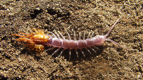 Lithobius sp. - ecdysis Teneral Lithobius sp. with its shedded skin still attached to the hind legs. The purpelish colour is quite typical for teneral specimen, and will change to the normal orangy-brown when the cuticle hardens. Chilopoda,Eclosure,Lithobiomorpha,Lithobius,Myriapoda,ecdysis,teneral