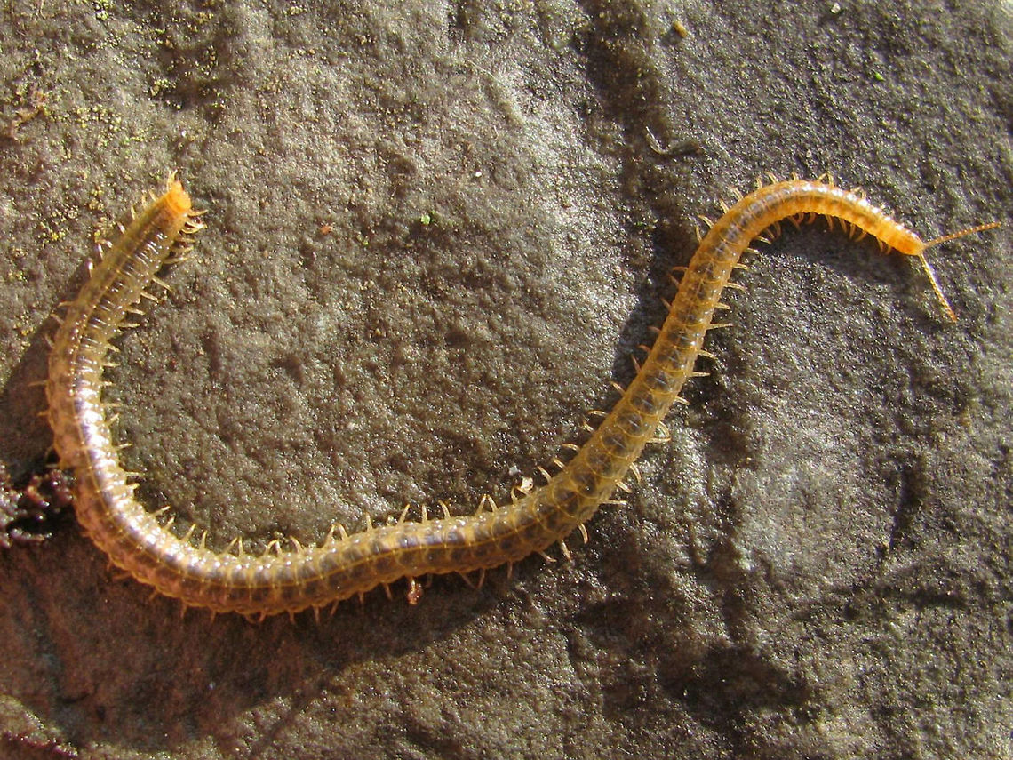 Henia vesuviana - habitus One of the larger/longer European &quot;Soil Centipedes&quot; (Geophilomorpha). A &quot;southern&quot; species that has only recently reached the south of the Netherlands.<br />
Other images of same animal:<br />
<figure class="photo"><a href="https://www.jungledragon.com/image/49486/henia_vesuviana_-_detail.html" title="Henia vesuviana - detail"><img src="https://s3.amazonaws.com/media.jungledragon.com/images/3043/49486_thumb.jpeg?AWSAccessKeyId=05GMT0V3GWVNE7GGM1R2&Expires=1759968010&Signature=ljUkoypKs1Q9WSAiSXt0H0iqE0E%3D" width="200" height="150" alt="Henia vesuviana - detail See with this image:<br />
https://www.jungledragon.com/image/49484/henia_vesuviana_-_habitus.html Centipede,Chilopoda,Dignathodontidae,Dignathodontinae,Geophilidae,Geophilomorpha,Henia,Henia vesuviana,Myriapoda,Netherlands,Soil Centipede" /></a></figure><br />
<figure class="photo"><a href="https://www.jungledragon.com/image/49485/henia_vesuviana_-_coiled_up.html" title="Henia vesuviana - coiled up"><img src="https://s3.amazonaws.com/media.jungledragon.com/images/3043/49485_thumb.jpeg?AWSAccessKeyId=05GMT0V3GWVNE7GGM1R2&Expires=1759968010&Signature=3y0x8mrz6HXc%2FMR%2FloIOdPBAQM4%3D" width="200" height="150" alt="Henia vesuviana - coiled up See with this image:<br />
https://www.jungledragon.com/image/49484/henia_vesuviana_-_habitus.html Centipede,Chilopoda,Dignathodontidae,Dignathodontinae,Geophilidae,Geophilomorpha,Henia,Henia vesuviana,Myriapoda,Netherlands,Soil Centipede" /></a></figure> Centipede,Chilopoda,Dignathodontidae,Dignathodontinae,Geophilidae,Geophilomorpha,Geotagged,Henia,Henia vesuviana,Myriapoda,Netherlands,Soil Centipede