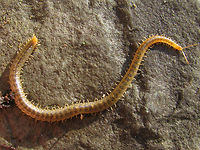 Henia vesuviana - habitus One of the larger/longer European "Soil Centipedes" (Geophilomorpha). A "southern" species that has only recently reached the south of the Netherlands.<br />
Other images of same animal:<br />
https://www.jungledragon.com/image/49486/henia_vesuviana_-_detail.html<br />
https://www.jungledragon.com/image/49485/henia_vesuviana_-_coiled_up.html Centipede,Chilopoda,Dignathodontidae,Dignathodontinae,Geophilidae,Geophilomorpha,Geotagged,Henia,Henia vesuviana,Myriapoda,Netherlands,Soil Centipede